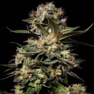 Cannabis seeds Auto Somango Feminised Silver - 500 pcs
